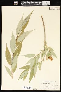 Salix lasiandra image