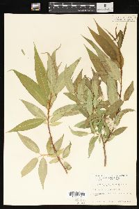 Salix lasiandra image