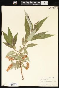 Salix lasiandra image