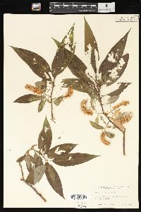 Salix lasiandra image