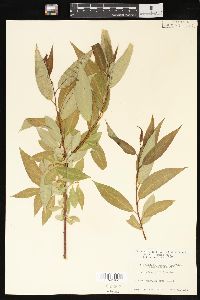 Salix lasiandra image