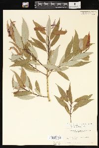 Salix lasiandra image