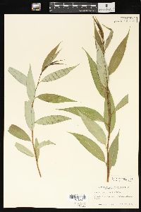 Salix lasiandra image