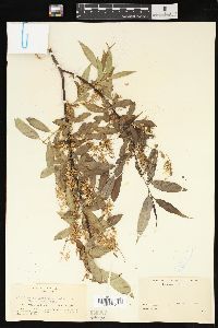 Salix lasiandra image