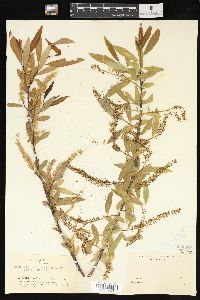 Salix lasiandra image