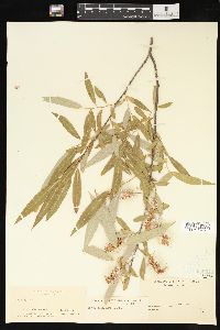 Salix lasiandra image