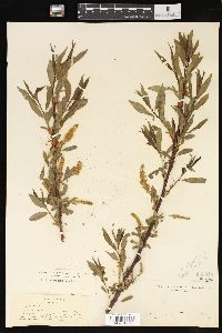 Salix lasiandra image