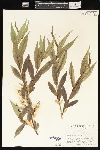 Salix lasiandra image