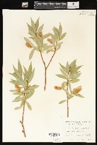 Salix lasiandra image