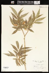 Salix lasiandra image