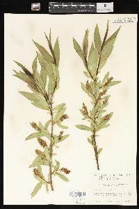 Salix lasiandra image