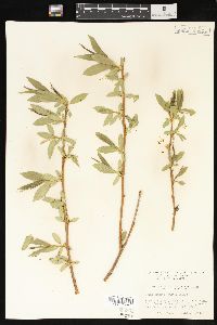 Salix lasiandra image