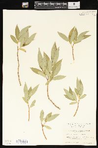 Salix lasiandra image