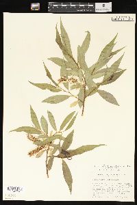 Salix lasiandra image