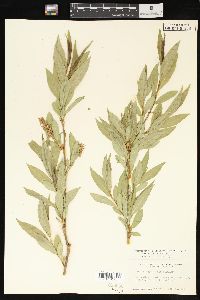 Salix lasiandra image