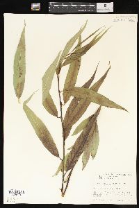 Salix lasiandra image