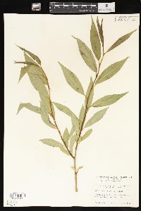 Salix lasiandra image