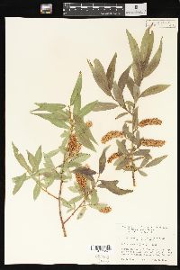 Salix lasiandra image