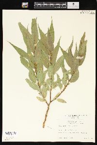 Salix lasiandra image