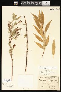 Salix lasiandra image