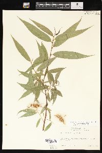 Salix lasiandra image