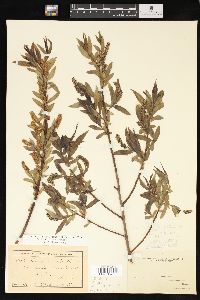 Salix lasiandra image