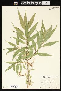 Salix lasiandra image