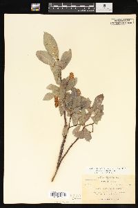 Salix lasiandra image