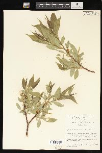 Salix lasiandra image