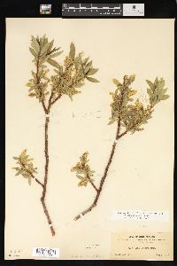 Salix lasiandra image