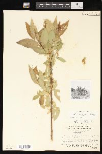 Salix lasiandra image