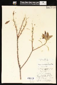 Salix lasiandra image