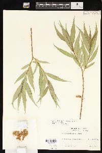 Salix lasiandra image