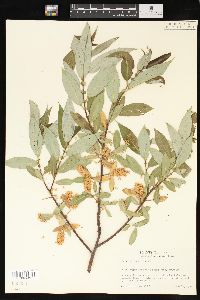 Salix lasiandra image