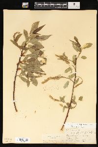 Salix lasiandra image