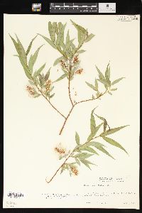 Salix lasiandra image