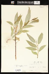 Salix lasiandra image