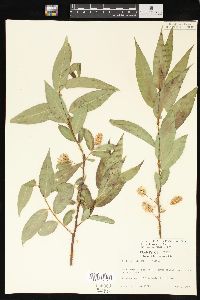 Salix lasiandra image