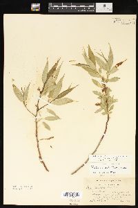 Salix lasiandra image