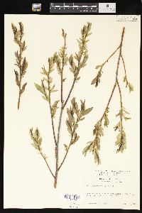 Salix lasiandra image