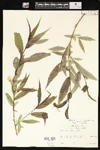 Salix lasiandra image