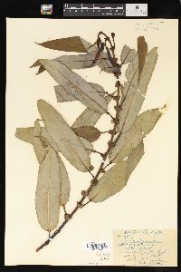 Salix lasiandra image