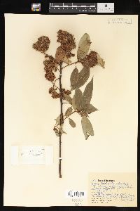 Salix lasiandra image