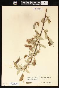 Salix lasiandra image