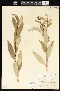 Salix lasiandra image