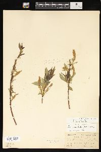 Salix lasiandra image