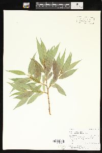 Salix lasiandra var. caudata image