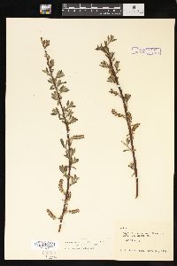 Salix lasiolepis image