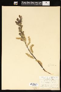 Salix lasiolepis image