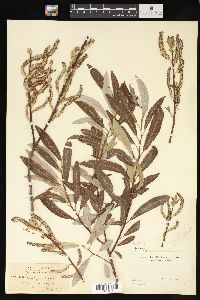 Salix lasiolepis image